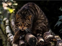 Tìm hiểu về loài mèo rừng quý hiếm nhất thế giới