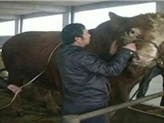 Bò "khổng lồ" ở Trung Quốc nặng gần 2 tấn