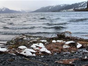 Nước biển ấm lên đang giết chết hàng ngàn chim biển ở Alaska