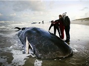 Cá nhà táng khổng lồ chết hàng loạt ở bờ biển Hà Lan
