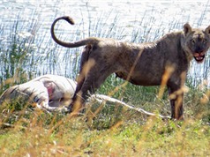 Màn săn mồi đáng sợ của sư tử "khát máu"
