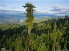 Loài cây hơn 2.200 năm tuổi cao nhất thế giới