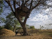 Khám phá ngôi làng trên cây ở Myanmar