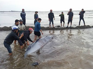 Nam Định: Giải cứu thành công cá voi 3 tấn dạt bờ