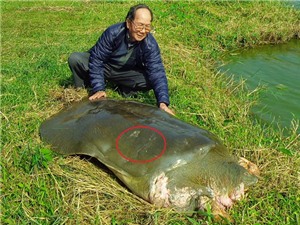 Cần có hội đồng khoa học xác định nguyên nhân rùa Hồ Gươm chết