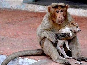Tình mẫu tử kỳ lạ giữa khỉ mẹ và chó con mồ côi