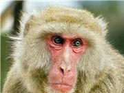 Quảng Bình: Người dân giao nộp khỉ mặt đỏ quý hiếm
