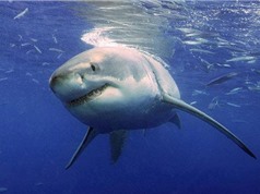 Cá mập trắng khổng lồ đe dọa khách du lịch