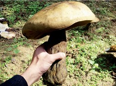 Nguồn gốc nấm “khổng lồ” ở Huế có thể từ phân bón
