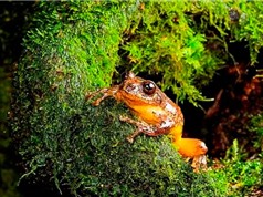 Ấn Độ phát hiện loài ếch tưởng đã tuyệt chủng