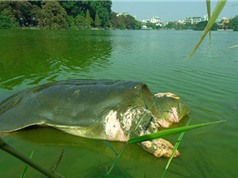 Khám phá ít người biết về giống rùa Hồ Gươm