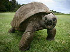 Những con rùa có tuổi thọ cao nhất trên thế giới