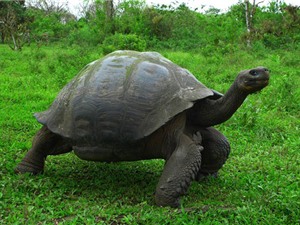  Điểm danh những loài rùa khổng lồ trên thế giới