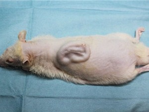 Nhật Bản cấy ghép thành công tai người làm từ xương sườn vào chuột
