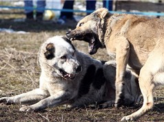 Toàn cảnh cuộc thi chọi chó kinh hoàng ở Kyrgyzstan