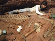 Phát hiện hóa thạch khủng long khổng lồ, lạ tại Argentina