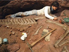 Phát hiện hóa thạch khủng long khổng lồ, lạ tại Argentina