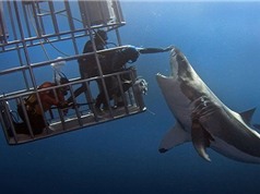 Thợ lặn Mexico mạo hiểm chạm vào mũi cá mập trắng