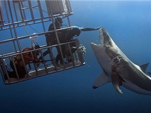 Thợ lặn Mexico mạo hiểm chạm vào mũi cá mập trắng