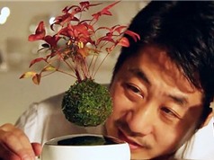 Nhật Bản gây sửng sốt với phát minh cây bonsai biết bay