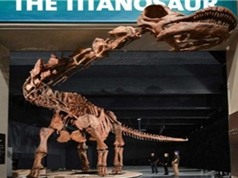 Phục dựng khủng long lớn nhất thế giới