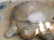 Rùa Đồng Mô dễ mất mạng nếu về hồ Hoàn Kiếm