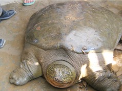 Rùa Đồng Mô dễ mất mạng nếu về hồ Hoàn Kiếm