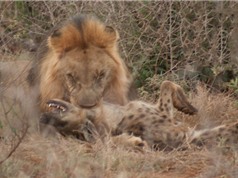 Clip: Sư tử “nổi điên” giết chết chó rừng