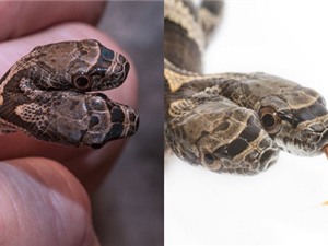 'Quái vật' rắn hai đầu ở Mỹ