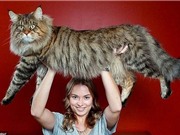 Những con mèo "khổng lồ" trên thế giới