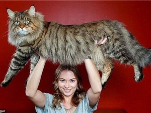 Những con mèo "khổng lồ" trên thế giới