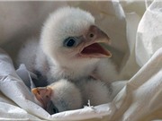Chim cắt bạch tạng quý hiếm được đoàn tụ với mẹ