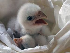 Chim cắt bạch tạng quý hiếm được đoàn tụ với mẹ
