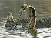 Cận cảnh cuộc chiến giành ngôi vương của loài cá sấu
