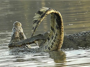 Cận cảnh cuộc chiến giành ngôi vương của loài cá sấu