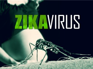 Hiểm hoạ từ virus Zika