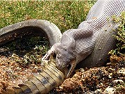 10 loài rắn lớn nhất từng có mặt trên Trái Đất