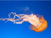 Mê mẩn với những loài sứa biển sặc sỡ nhất đại dương