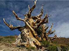 10 cây cổ thụ có tuổi thọ cao nhất thế giới