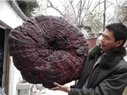 Nấm linh chi nặng gần 9 kg ở Trung Quốc