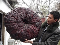 Nấm linh chi nặng gần 9 kg ở Trung Quốc