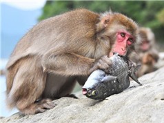 Kỳ lạ hòn đảo khỉ ăn cá ở Nhật Bản