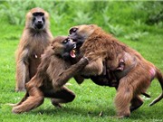 Chùm ảnh nội chiến kinh hoàng của loài khỉ 
