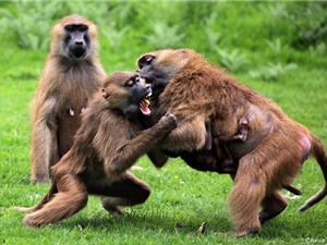 Chùm ảnh nội chiến kinh hoàng của loài khỉ 