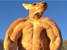 Cận cảnh chú Kangaroo cơ bắp nhất thế giới