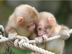 Những khoảnh khắc cực kỳ dễ thương của loài khỉ
