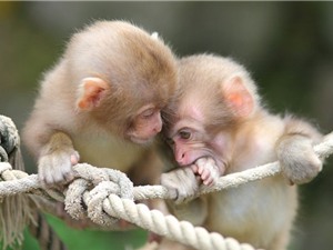 Những khoảnh khắc cực kỳ dễ thương của loài khỉ