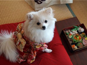 Những chú chó mặc kimono đón năm mới ngộ nghĩnh