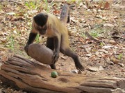 Khám phá những bản năng kỳ lạ của loài khỉ