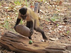 Khám phá những bản năng kỳ lạ của loài khỉ
